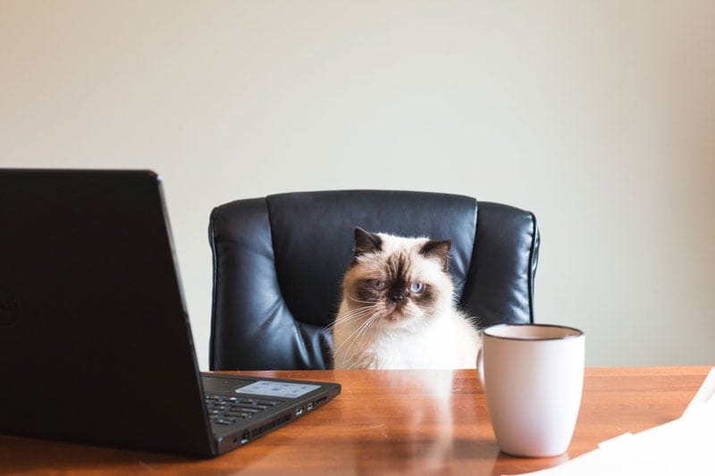 5 Reasons Why Organic Traffic Is Important for E-Commerce Stores